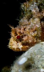 Scorpion fish taken with canon a95 by Bora Arda 